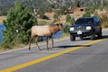 Elk 2 Estes Park CO photo Jeff Crider.jpg
