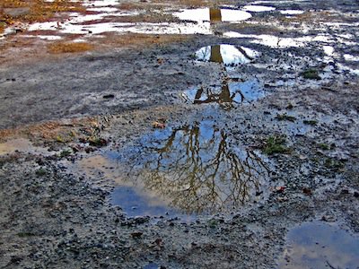 Reflection of fall in a puddle VI in December photo Jay P.jpg
