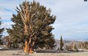 Ancient Bristlecone Pine Forest photo Jeff Crider 1.jpg