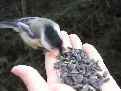 Winter wildlife photo Ontario Parks.jpg