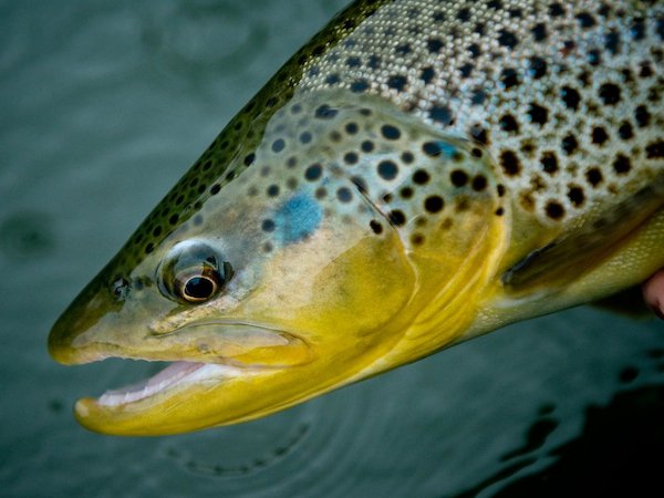Sight-fishing tips for shallow water trout