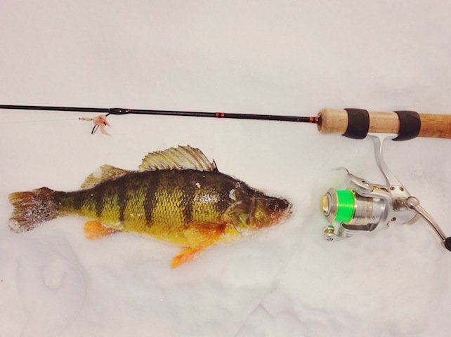 Ice fishing for Perch
