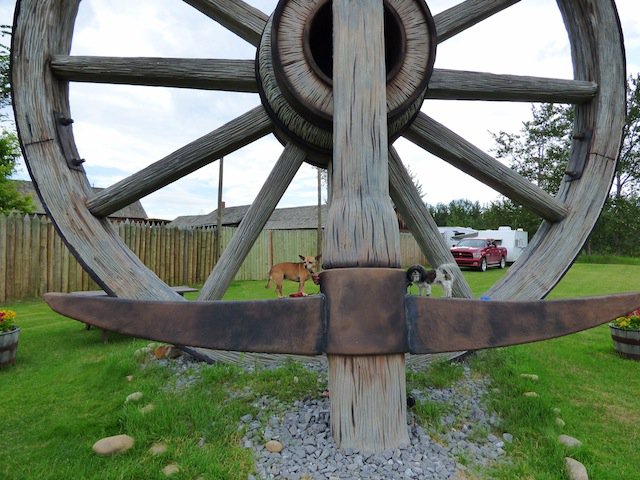 Fort Assiniboine largest wheel and pick goes to the dogs photo Barb Rees.JPG
