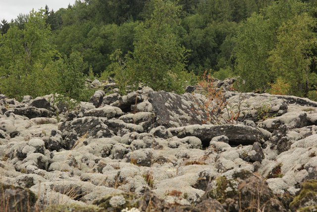 IMG_3463 Nisga'a moss and lichen on lava blocks  James Stoness.jpg