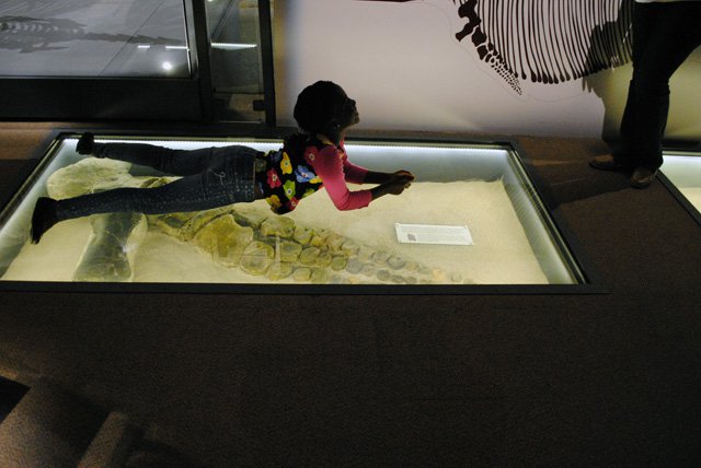 Floor display of a ichthyosaur paddle at the Nevada State Museum Las Vegas. Credit Nevada State Museum, Las Vegas.jpg