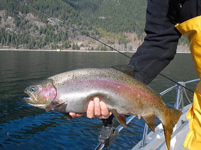 Mature female trout