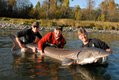 Tony Nootebos (right) is an expert at landing massive white sturgeon in the Fraser Valley.jpg