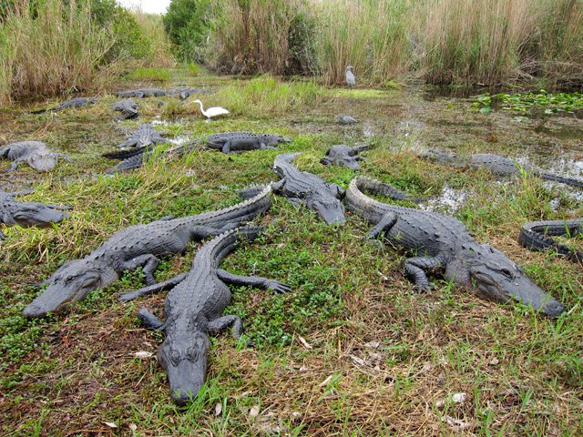 American alligators (Alligator mississippiensis) from Everglades National Park Anhinga Trail photo Miguel Vieira.jpg