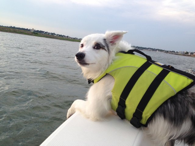 Tips for boating with your dogs