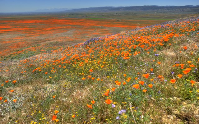 Antelope Valley Poppy Reserve photo Anita Ritenour.jpg