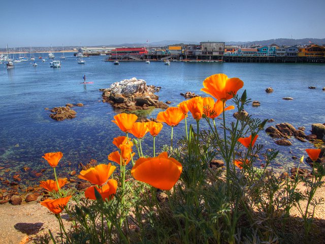 lead California poppies at Pacific Grove CA photo Angi English.jpg