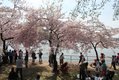Cherry Blossoms Tidal Basin Walk along Maine Avenue, SW, Washington DC by Elvert Barnes Photography.jpg