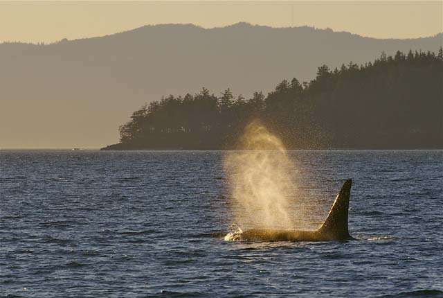 Orca, Jim Maya.jpg