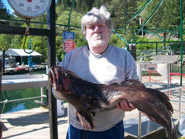 20 lb. ling cods being caught at Tahsis