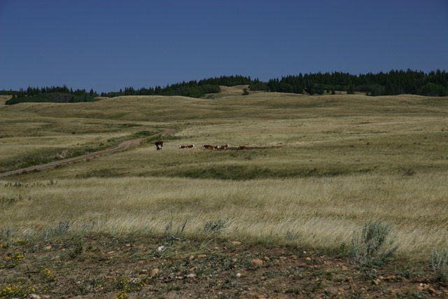 Cattle near Gap Road 3322 Cypress Hills photo James Stoness.JPG