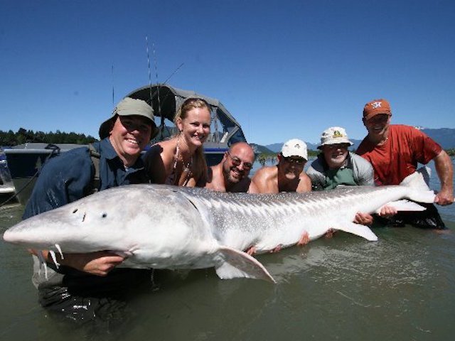 white-sturgeon-angling-guidelines-suncruiser