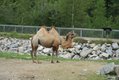 Zoo Sauvage-Double humped camel - James Stoness 0867.JPG