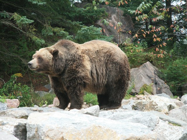 Zoo Sauvage-Grizzly bear - James Stoness 0855.JPG