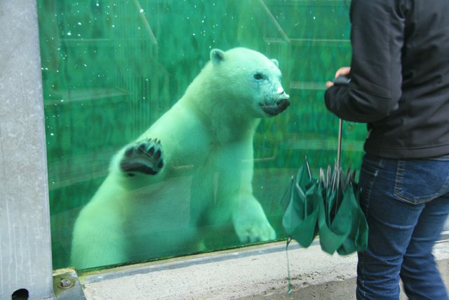 Zoo Sauvage-Polar bear in pool - James Stoness 0865.JPG