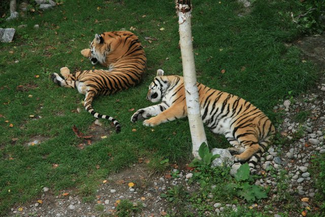 Zoo Sauvage-Tiger family - James Stoness 0858.JPG