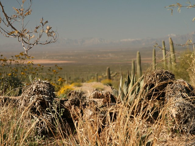 View across the Sonoran Desert James Stoness 8257.JPG