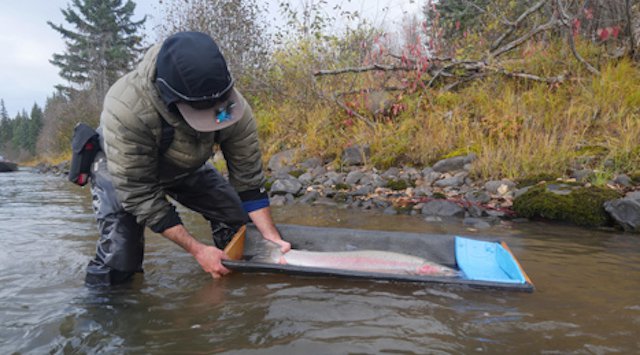 BR-Steelhead-Ready-for-Blood-Samplinginsideblog.jpg