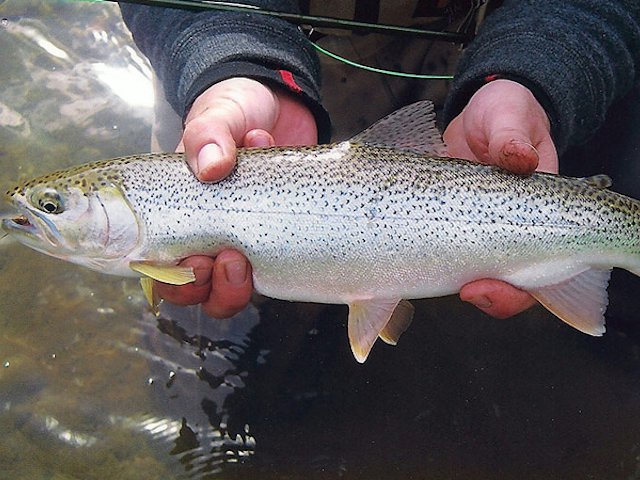 Searun Cutthroat In The Fraser Valley - SunCruiser