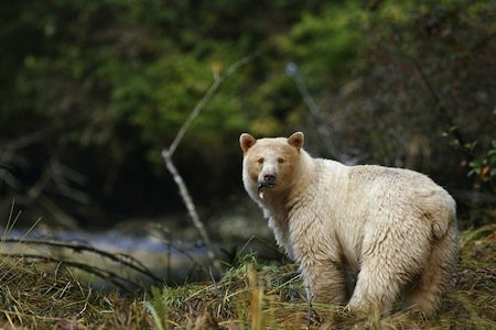 Spirit Bear with fish in mouth