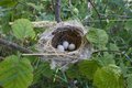 Bird Nest.jpg