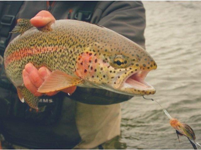 Trout Spey Clinic - July 16 - Kettle River - SunCruiser