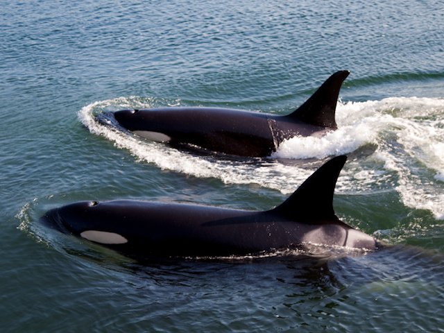 Save the Orca