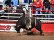18 Rodeo Bull_townofHighPrairie.jpg