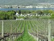 Osoyoos_Nkmip_with__town_in_background_5634.jpg