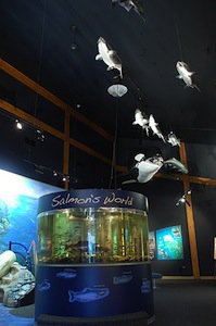 Aquarium in Salmon Centre.jpg
