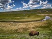 A lone Bison stands beside a lazy river in Yellowstone National Park.jpg