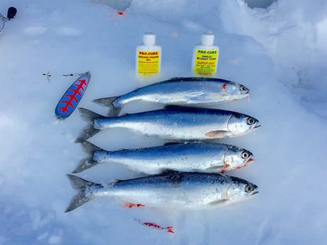 Ice fishing Kokanee in British Columbia