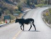 Cow Hazard on Baja.JPG