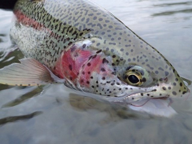 5 Reasons to Swing for Trout this Winter