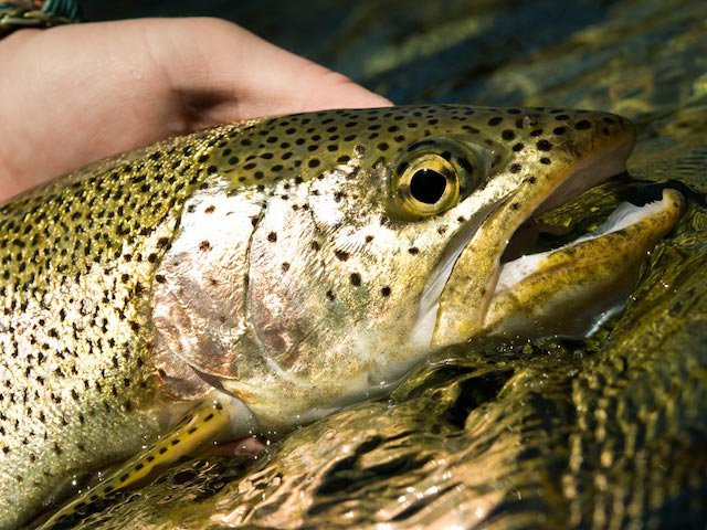 2 Ways To Determine The Sex Of A Trout Suncruiser