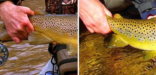 2 ways to determine the sex of a trout