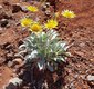 Wildflowers Silverleaf Sunray photo John Asselin Nevada BLM.jpg