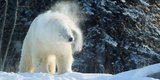 1 photo Cochrane Polar Bear Habitat .jpg
