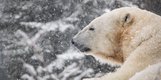 2 photo Cochrane Polar Bear Habitat .jpg