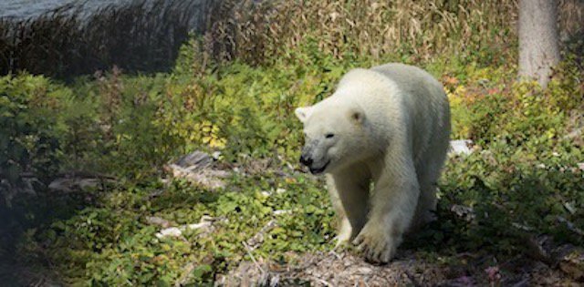 3 photo Cochrane Polar Bear Habitat .jpg
