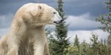 4 photo Cochrane Polar Bear Habitat .jpg