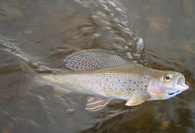 Freshwater Fishing in British Columbia, Canada 