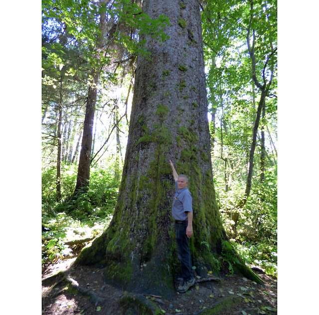 giant spruce kitimat.jpg