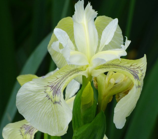 White iris at Griffith marsh.jpg