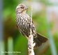 May be a Song sparrow at Griffth marsh.jpg
