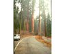 1 Sequoia photo Willian Ennis.jpeg